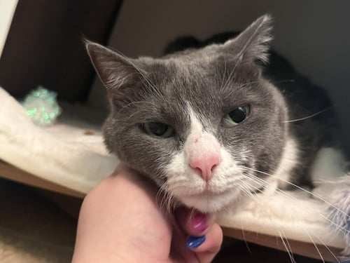 JADE BOOTS - Domestic Short Hair available for adoption