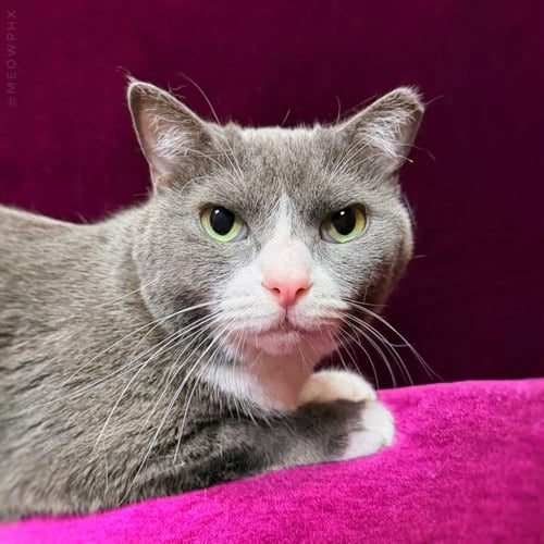 JADE BOOTS - Domestic Short Hair / Tuxedo available for adoption