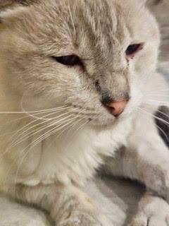 EDDIE GUERRERO - Domestic Short Hair / Siamese available for adoption