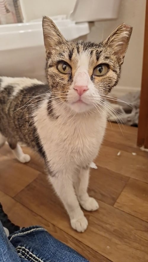 JOYCE BYERS - Domestic Short Hair / Tabby available for adoption