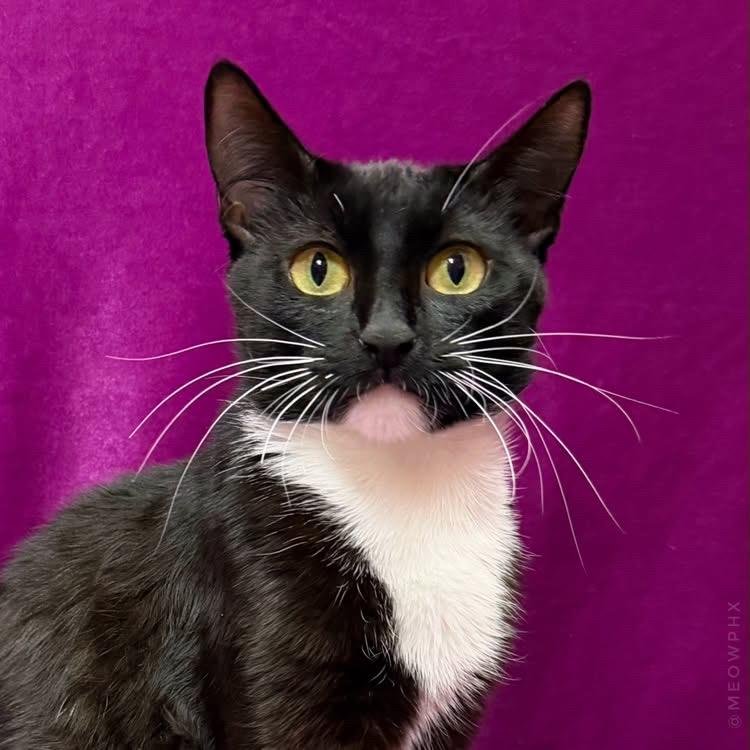 Elmira Nevermore Image