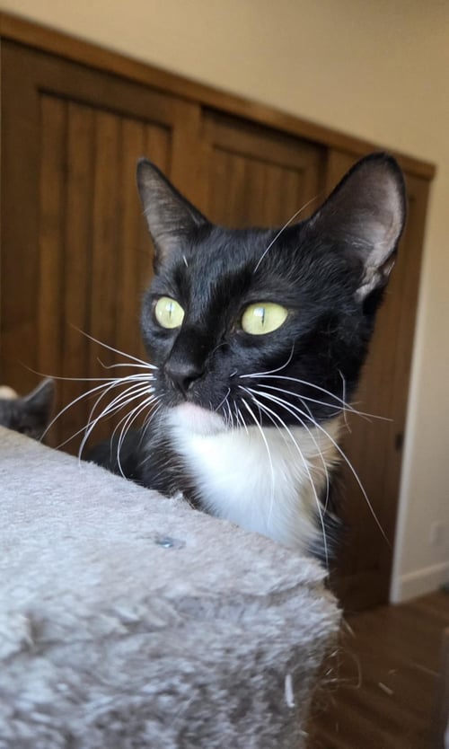 ELMIRA NEVERMORE - Domestic Short Hair / Tuxedo available for adoption