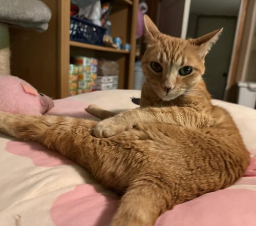 MAGGIE SPITELL - Domestic Short Hair / Tabby available for adoption