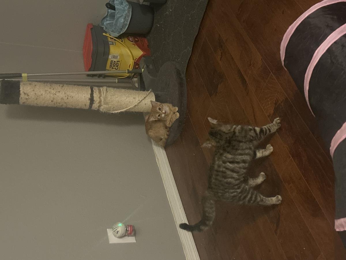 Blossom Fresh Gain - Photo 3