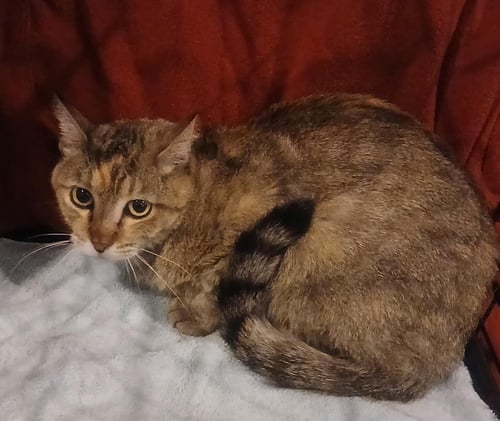 PATRICIA GOLDHEART - Domestic Short Hair / Tortoiseshell available for adoption