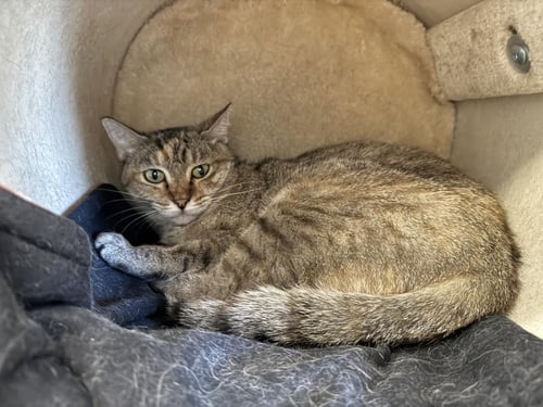 PATRICIA GOLDHEART - Domestic Short Hair / Tortoiseshell available for adoption