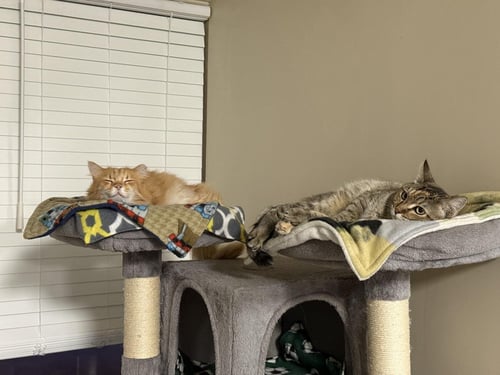 PATRICIA GOLDHEART - Domestic Short Hair / Tortoiseshell available for adoption