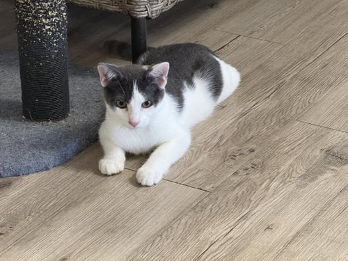 MOOTILDA MOOIE - Domestic Short Hair for adoption in Chandler