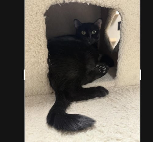 PITA CHIPS - Domestic Short Hair available for adoption