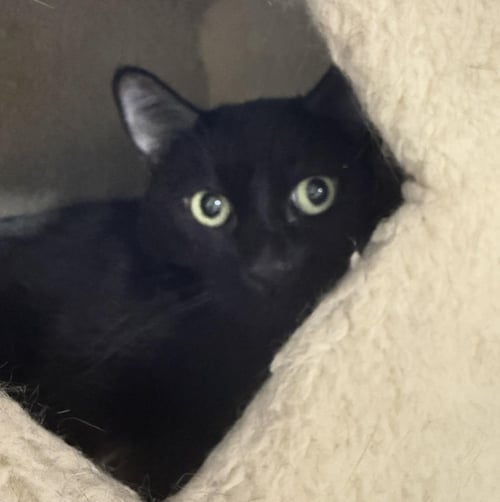 PITA CHIPS - Domestic Short Hair available for adoption