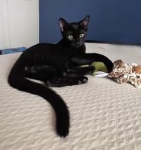 Bb Le Pew Bonded To Hershe - Photo 3