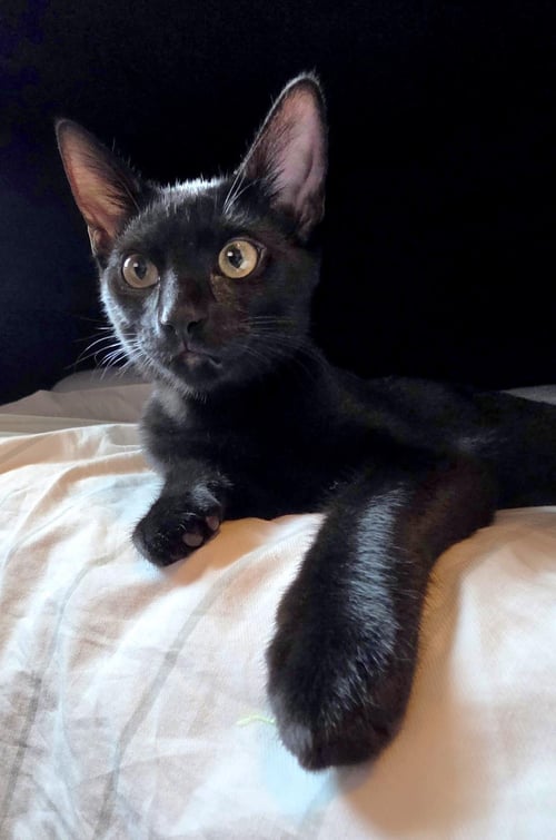 BB LE PEW BONDED TO HERSHE - Domestic Short Hair available for adoption