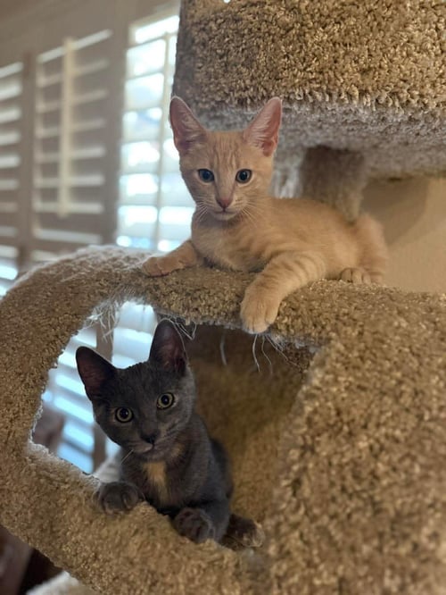 RUBY HOPSCOTCH - Domestic Short Hair / Dilute Tortoiseshell available for adoption