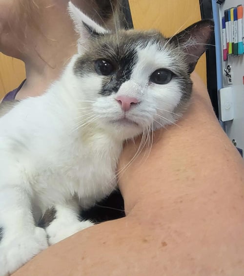 LULU JONES - Snowshoe / Siamese available for adoption