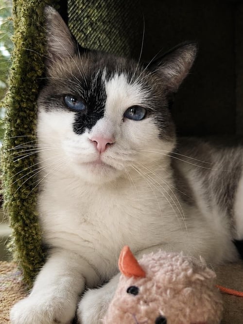 LULU JONES - Snowshoe / Siamese available for adoption
