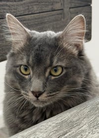 Link Twilight Bonded To Midna - Photo 2