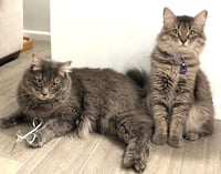 Link Twilight Bonded To Midna - Photo 1