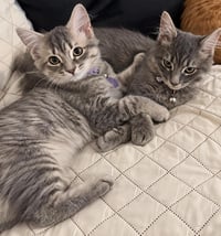 Link Twilight Bonded To Midna - Photo 4