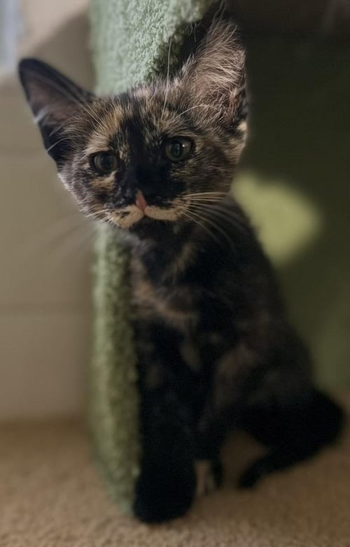 MISSIE-ELLIOT VIOLA - Tortoiseshell / Domestic Short Hair available for adoption