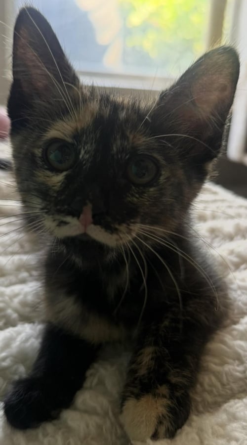 MISSIE-ELLIOT VIOLA - Tortoiseshell / Domestic Short Hair available for adoption
