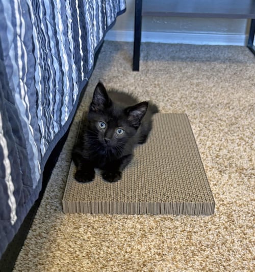 EMMETT YURI - Domestic Short Hair available for adoption