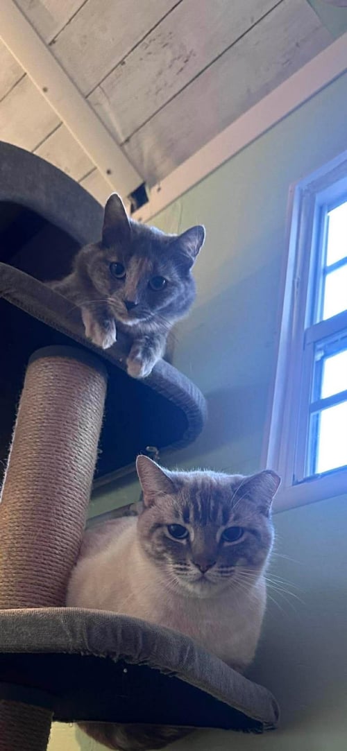 PEBBLE STONE BONDED WITH ELSA HEATHSTONE - Domestic Long Hair / Dilute Tortoiseshell available for adoption