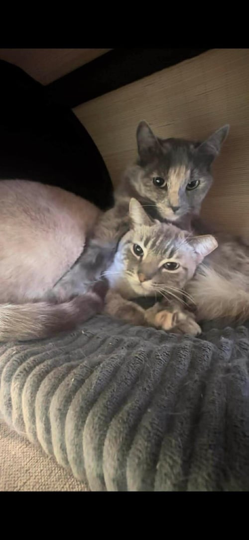 PEBBLE STONE BONDED WITH ELSA HEATHSTONE - Domestic Long Hair / Dilute Tortoiseshell available for adoption