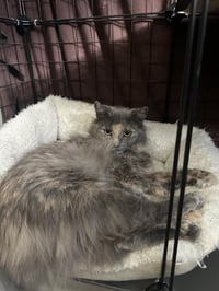 Pebble Stone Bonded With Elsa Heathstone - Photo 3