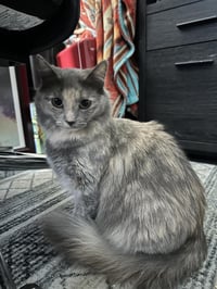 Pebble Stone Bonded With Elsa Heathstone - Photo 4