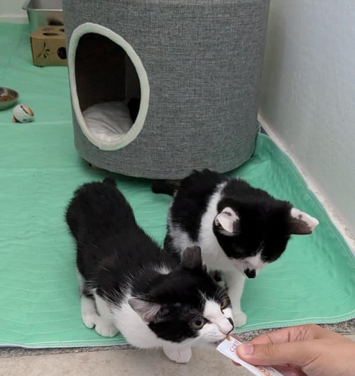 RICHEH LIGHTHOUSE BONDED WITH EUNIE - Domestic Short Hair available for adoption