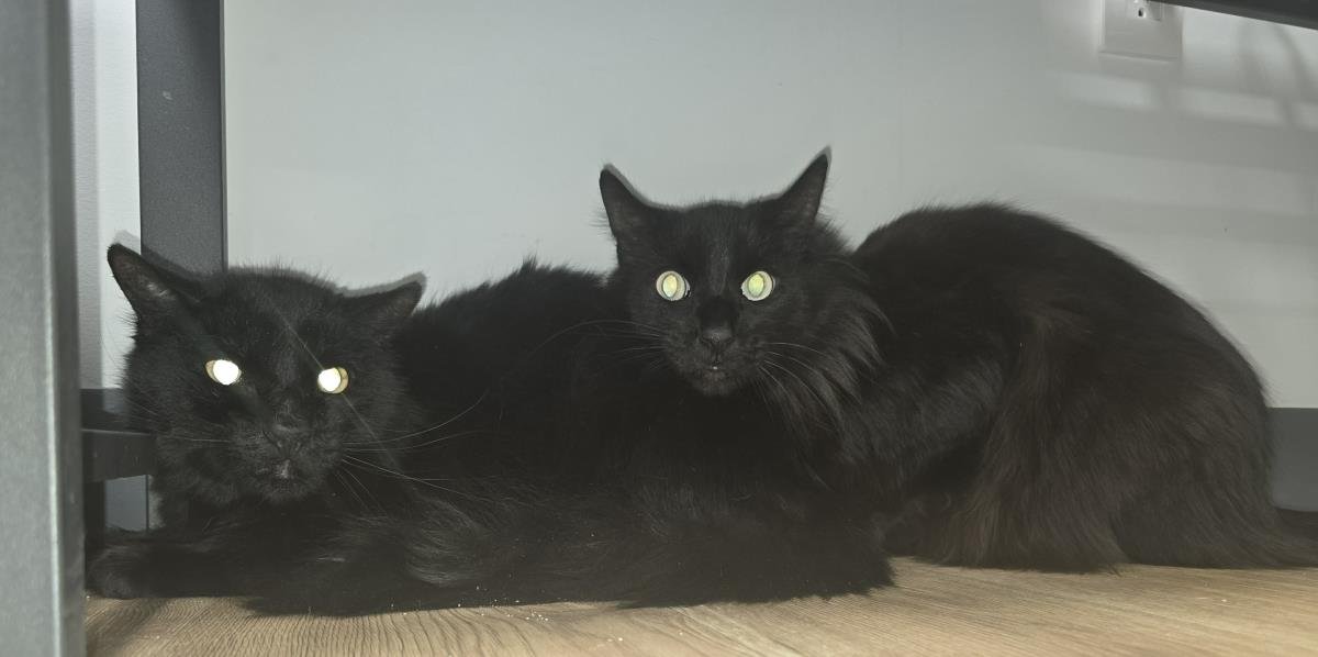 BIG TAIL PETERS - Domestic Long Hair / Havana available for adoption