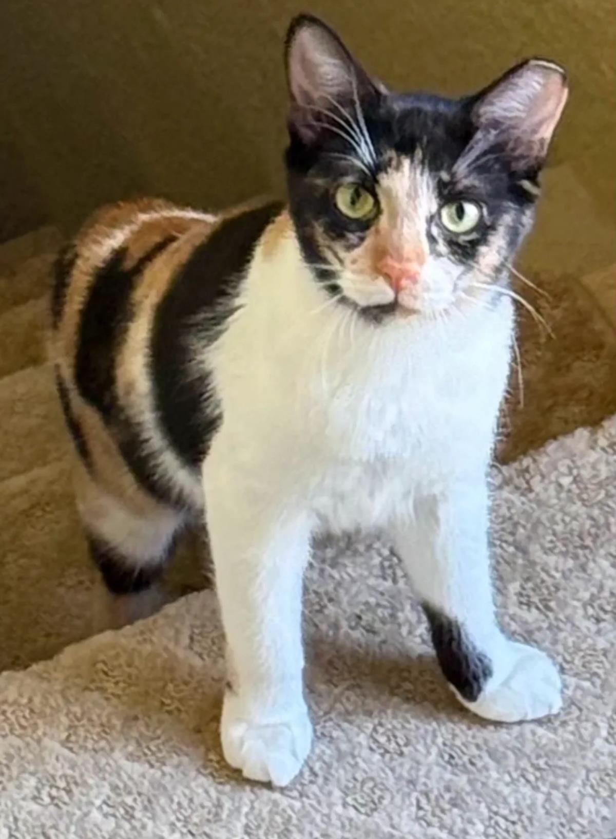 MYRA ASTA - Calico / Domestic Short Hair available for adoption