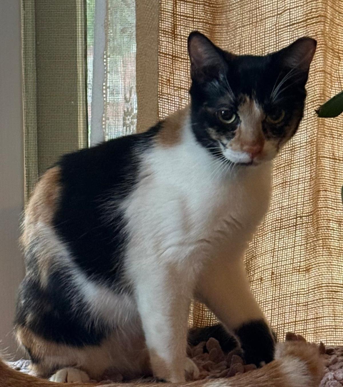 MYRA ASTA - Calico / Domestic Short Hair available for adoption