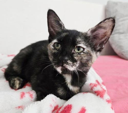 VELA NIGHTSKY - Tortoiseshell for adoption in Chandler