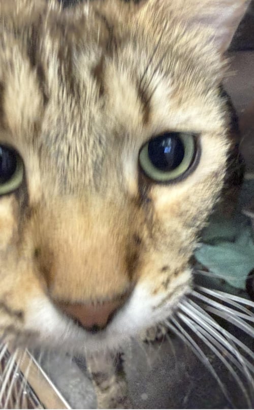 SPENCER LAVEEN - Domestic Short Hair / Tabby available for adoption