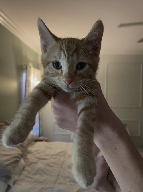 STU BATES BONDED WITH NORMAN - Tabby / Domestic Short Hair available for adoption
