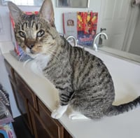 Bootsie Cedar - Photo 1