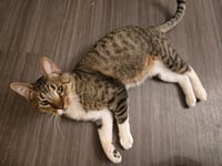 Bootsie Cedar - Photo 2