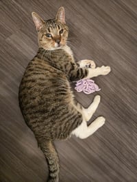 Bootsie Cedar - Photo 3