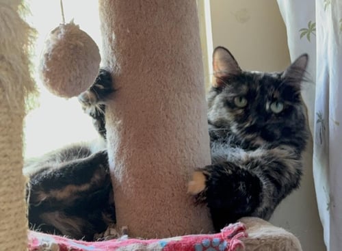 MIDNIGHT VIOLA - Tortoiseshell / Domestic Medium Hair available for adoption