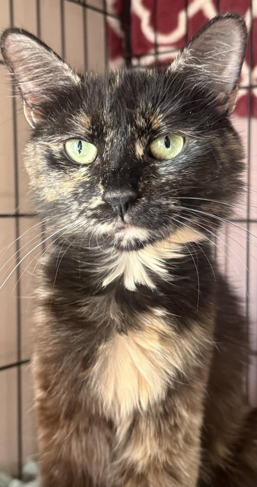 MIDNIGHT VIOLA - Tortoiseshell / Domestic Medium Hair available for adoption