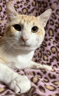 Macaroni Surprise - Photo 1