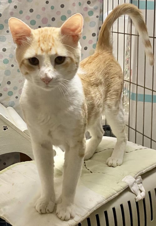 MACARONI SURPRISE - Tabby / Domestic Short Hair available for adoption