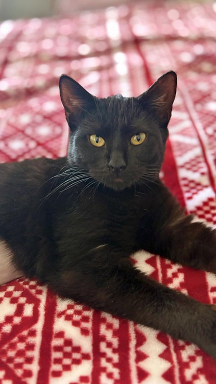 Golden Empress Image