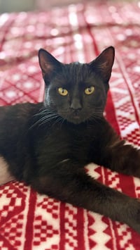 Golden Empress - Photo 1