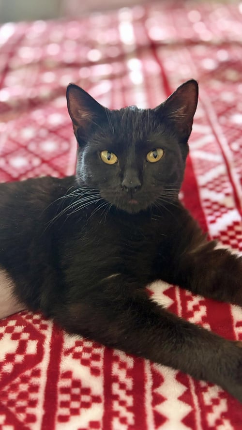 GOLDEN EMPRESS - Domestic Short Hair available for adoption