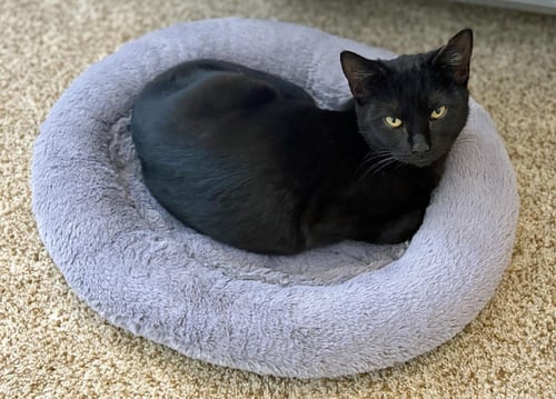 GOLDEN EMPRESS - Domestic Short Hair available for adoption