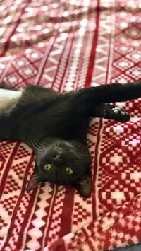 Golden Empress - Photo 3