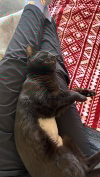 Golden Empress - Photo 4