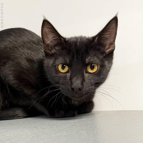 BLAKE EWADAR - Domestic Short Hair available for adoption